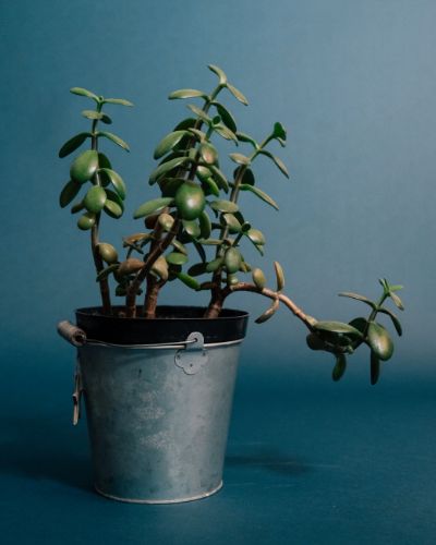 Crassula Ovata AKA Money Plant, Jade Plant or Chinese/Japanese Rubber Plant